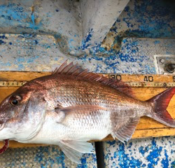 幸吉丸 釣果