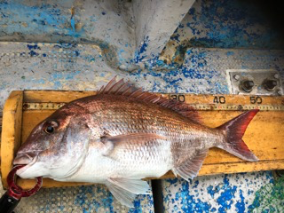 幸吉丸 釣果