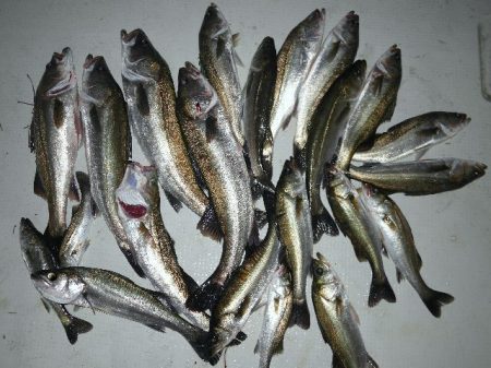 TOPGUN名古屋 釣果