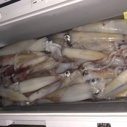 幸風（さちかぜ） 釣果