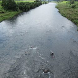 狩野川(狩野川漁業協同組合) 釣果