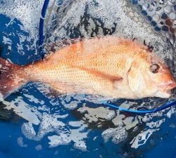 THESEAMAN(ザシーマン) 釣果