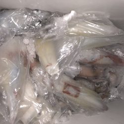 幸風（さちかぜ） 釣果