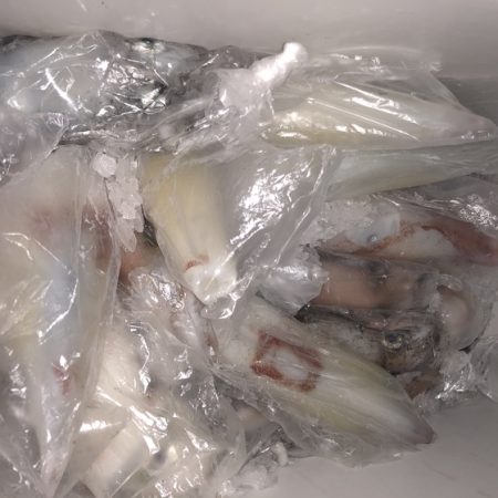 幸風（さちかぜ） 釣果