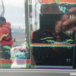 遊漁船ブルーウッズ 釣果