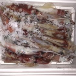 幸風（さちかぜ） 釣果