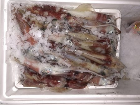 幸風（さちかぜ） 釣果