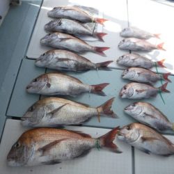 遊漁船 幸友丸 釣果