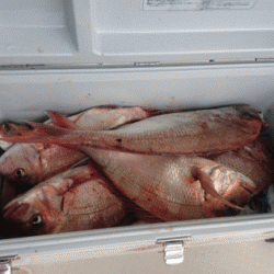 遊漁船ブルーウッズ 釣果