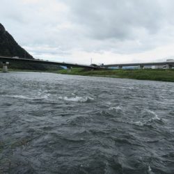 狩野川（狩野川漁業協同組合） 釣果