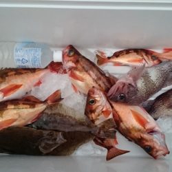 大進丸(新潟) 釣果