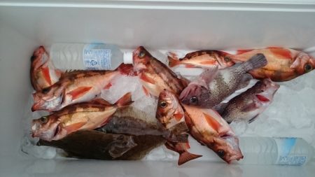 大進丸（新潟） 釣果