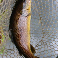 小菅トラウトガーデン 釣果