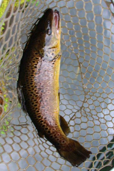 小菅トラウトガーデン 釣果