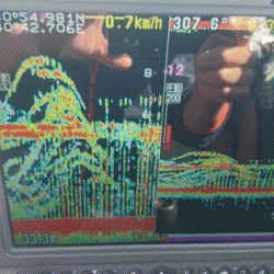 遊漁船ブルーウッズ 釣果