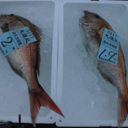 大進丸(新潟) 釣果