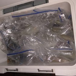 幸風（さちかぜ） 釣果