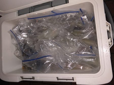 幸風（さちかぜ） 釣果