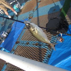 オリジナルメーカー海づり公園(市原市海づり施設) 釣果