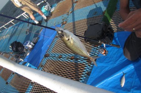 オリジナルメーカー海づり公園(市原市海づり…