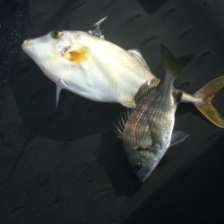 オリジナルメーカー海づり公園(市原市海づり施設) 釣果