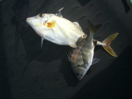 オリジナルメーカー海づり公園(市原市海づり施設) 釣果