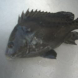 オリジナルメーカー海づり公園(市原市海づり施設) 釣果