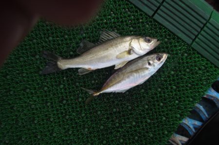 オリジナルメーカー海づり公園(市原市海づり施設) 釣果