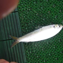 オリジナルメーカー海づり公園(市原市海づり施設) 釣果