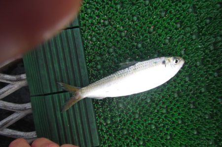 オリジナルメーカー海づり公園(市原市海づり施設) 釣果