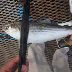 オリジナルメーカー海づり公園(市原市海づり施設) 釣果