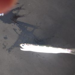 オリジナルメーカー海づり公園(市原市海づり施設) 釣果