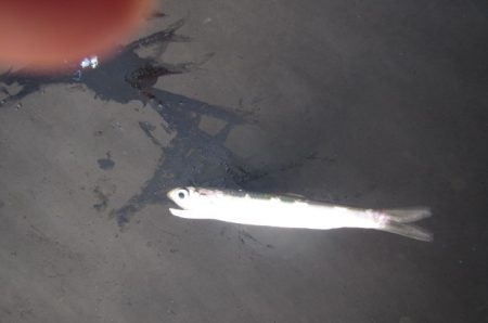 オリジナルメーカー海づり公園(市原市海づり施設) 釣果