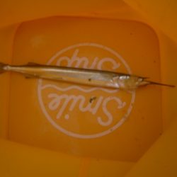 オリジナルメーカー海づり公園(市原市海づり施設) 釣果