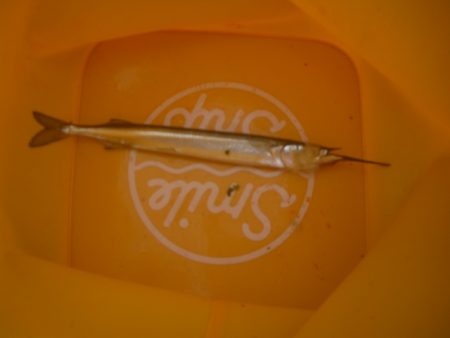 オリジナルメーカー海づり公園(市原市海づり施設) 釣果