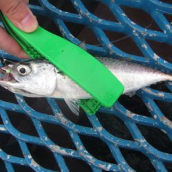 オリジナルメーカー海づり公園(市原市海づり施設) 釣果