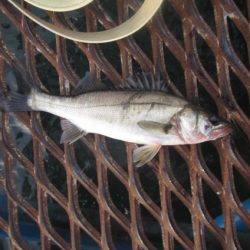 オリジナルメーカー海づり公園(市原市海づり施設) 釣果