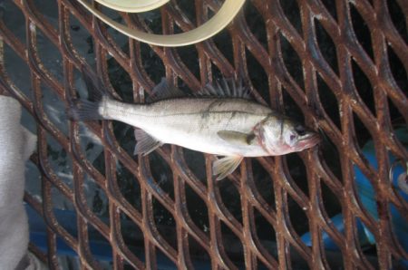 オリジナルメーカー海づり公園(市原市海づり施設) 釣果