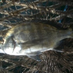 オリジナルメーカー海づり公園(市原市海づり施設) 釣果