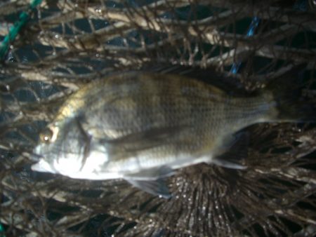 オリジナルメーカー海づり公園(市原市海づり施設) 釣果