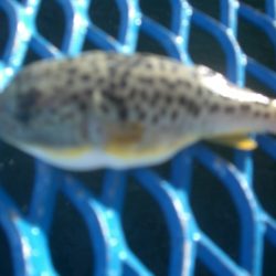 オリジナルメーカー海づり公園(市原市海づり施設) 釣果