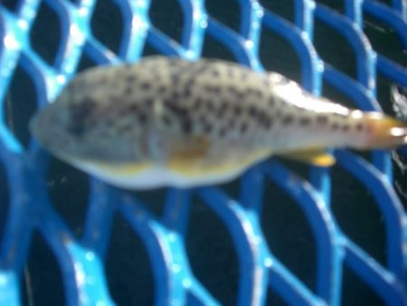 オリジナルメーカー海づり公園(市原市海づり施設) 釣果