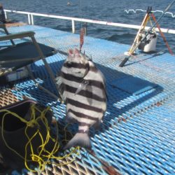 オリジナルメーカー海づり公園(市原市海づり施設) 釣果