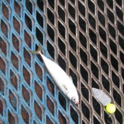 オリジナルメーカー海づり公園(市原市海づり施設) 釣果