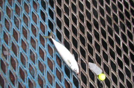 オリジナルメーカー海づり公園(市原市海づり施設) 釣果