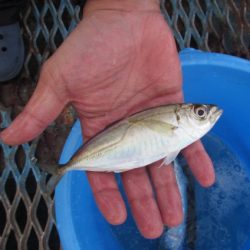 オリジナルメーカー海づり公園(市原市海づり施設) 釣果