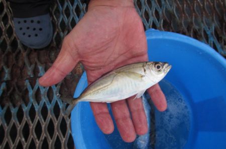オリジナルメーカー海づり公園(市原市海づり施設) 釣果