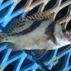 オリジナルメーカー海づり公園(市原市海づり施設) 釣果