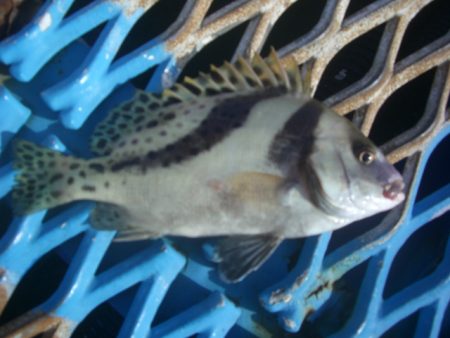 オリジナルメーカー海づり公園(市原市海づり施設) 釣果