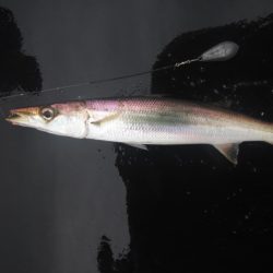 オリジナルメーカー海づり公園(市原市海づり施設) 釣果